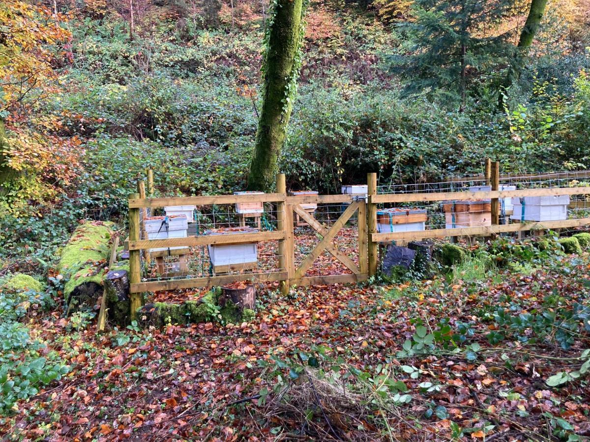 Honey Bee Cabin Llandysul ภายนอก รูปภาพ