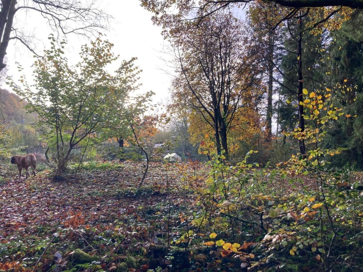 Honey Bee Cabin Llandysul ภายนอก รูปภาพ